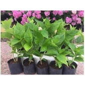 Ortanca Çiçeği Fidanı Karışık Renk 15-30 cm - 1