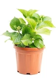 Eflatun Ortanca Fidanı 1 Adet Saksıda 10-20 cm - 4
