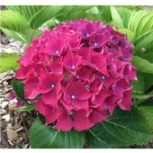 Koyu Pembe Hydrangea Mocnophylla Ortanca Çiçeği, Ortanca Fidanı 1 Adet - 1