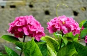 Pembe Ortanca Fidanı Saksılı 10-20 Cm - 1