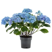 Tüplü Mavi Ortanca Fidanı 10-20 Cm thumbnail 1