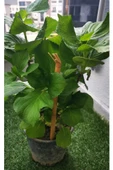 Fuşya Canlı Çiçek Ortanca Pembe Hydrangea Macrophylla 10-20 cm - 2