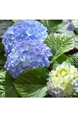 Mavi Ortanca Fidanı Hydrangea Mocnophylla 10-20 cm thumbnail 2