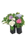 Koyu Pembe Hydrangea Mocnophylla Ortanca Çiçeği, Ortanca Fidanı 1 Adet - 2