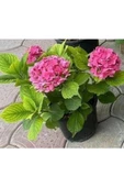Fuşya Canlı Çiçek Ortanca Pembe Hydrangea Macrophylla 10-20 cm - 1