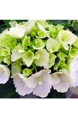 Beyaz Ortanca Fidanı Hydrangea Mocnophylla 10-20 cm - 1