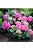 Pembe Ortanca Fidanı 10-20 cm Hydrangea macrophylla thumbnail 1