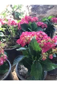 Şeker Pembe Ortanca Hydrangea Macrophylla 10-20 cm thumbnail 2