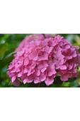 Hydrangea Mocnophylla Pembe Ortanca Fidanı 10-20 cm thumbnail 2