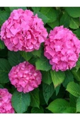 Hydrangea Macrophylla Pembe Ortanca Fidanı Fidesi 10-20 Cm - 1