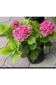 Fuşya Canlı Çiçek Ortanca Pembe Hydrangea Macrophylla 10-20 cm - 3