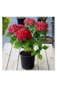 Kırmızı Ortanca Fidesi Hydrangea Macrophylla 10-20 cm thumbnail 1