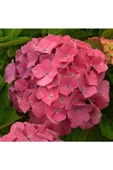 Hydrangea Mocnophylla Pembe Ortanca Fidanı 10-20 cm thumbnail 3