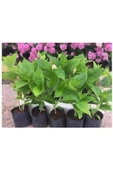 Hydrangea Macrophylla Pembe Ortanca Fidanı Fidesi 10-20 Cm - 2