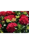 Kırmızı Ortanca Fidesi Hydrangea Macrophylla 10-20 cm thumbnail 2