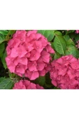 Pembe Ortanca Fidanı 10-20 cm Hydrangea macrophylla thumbnail 2