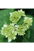 Beyaz Ortanca Fidanı Hydrangea Mocnophylla 10-20 cm - 2