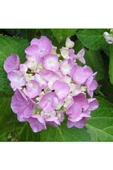 Eflatun Ortanca Fidanı Hydrangea Mocnophylla 10-20 cm thumbnail 1