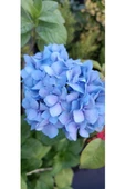 Ortanca Fidanı Hydrangea macrophylla , Mavi - 3