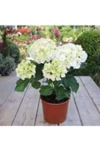 Ortanca Fidanı Hydrangea macrophylla , Beyaz 10-20 cm - 2