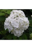 Ortanca Fidanı Hydrangea macrophylla , Beyaz 10-20 cm - 1