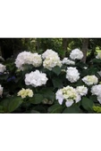 Beyaz Ortanca Fidanı 1 Yaşında 10-30 Cm Hydrangea Macrophylla thumbnail 2