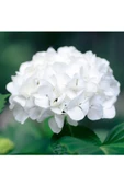 Beyaz Ortanca Fidanı 1 Yaşında 10-30 Cm Hydrangea Macrophylla thumbnail 1