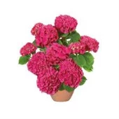 Eflatun Ortanca Fidanı 10-20 cm 3 Adet Saksıda thumbnail 1