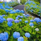 Ortanca Fidanı Hydrangea macrophylla , Mavi - 1