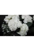 Kar Beyaz Ortanca Çiçeği Fidanı Tüplü 10-20 cm - 2