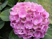 Pembe Ortanca Çiçeği Fidanı 10-20 cm - 1