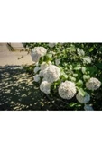 Pamuk Beyaz Ortanca Çiçeği Fidanı thumbnail 2