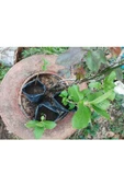 Uçuk Pembe Ortanca Çiçeği Fidanı 10-20 cm - 3