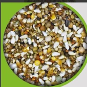 Yavru Güvercin Geliştirme yemi 1 kg - 1