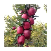Açık Kök Red Star king Elma Fidanı Açık Kök 40-80 cm - 1