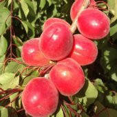 Tüplü Yüksek Verimli Zaiges Red Moon Kırmızı Kayısı Fidanı (10-30 cm) - 7
