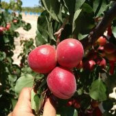 Tüplü Yüksek Verimli Zaiges Red Moon Kırmızı Kayısı Fidanı (10-30 cm) - 12