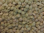 Doğal Yeşil Mercimek Tohumu (20 kG) - 1