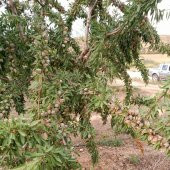 Tüplü Kendine Verimli Yarı Bodur Laurenne Badem Fidanı (10 adet) - 12