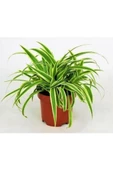 Kurdela Çiçeği Ev Ofis Iç Mekan Bitkisi 10-20 Cm thumbnail 2