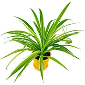 Kordele Kurdele Çiçeği Fidanı Chlorophytum 15-25 cm - 1