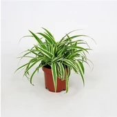 Çok Yıllık Kurdele Çiçeği Chlorophytum 10-20 cm - 2
