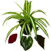 Yavrulu Chlorophytum Comosum Kurdele Çiçeği 10-20 cm thumbnail 1