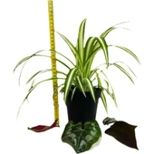 Yavrulu Chlorophytum Comosum Kurdele Çiçeği 10-20 cm thumbnail 2