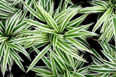Çok Yıllık Kurdele Çiçeği Chlorophytum 10-20 cm - 4