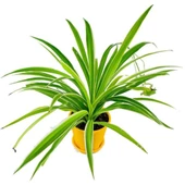 Çok Yıllık Kurdele Çiçeği Chlorophytum 10-20 cm - 1