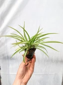 Dekoratif Kurdele Çiçeği Chlorophytum Comosum Variegatum 10-20 cm thumbnail 4