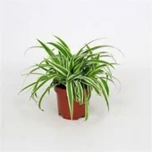 Dekoratif Kurdele Çiçeği Chlorophytum Comosum Variegatum 10-20 cm thumbnail 1