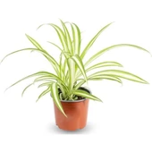 Dekoratif Kurdele Çiçeği Chlorophytum Comosum Variegatum 10-20 cm thumbnail 2