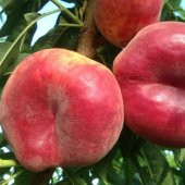 Tüplü Akıllı Ağaç Bol Verimli Tam Bodur Paraguaya Basık Şeftali Fidanı thumbnail 2